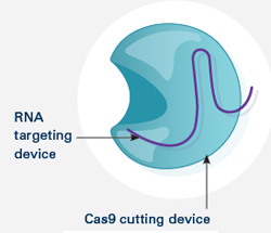 crispr1 (19Кб)