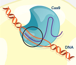 crispr21 (24Кб)