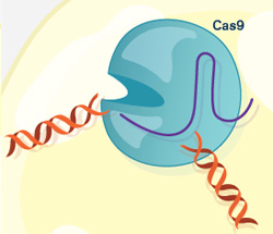 crispr3 (21Кб)