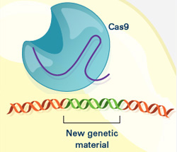 crispr4 (24Кб)