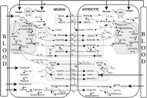 Metabolic_interactions_between_astrocytes_and_neurons_with_major_reactions (223Кб)