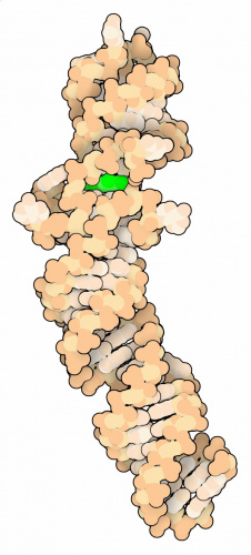 229-Fluorescent_RNA_AptamersSpinach-4kzd (169Кб)