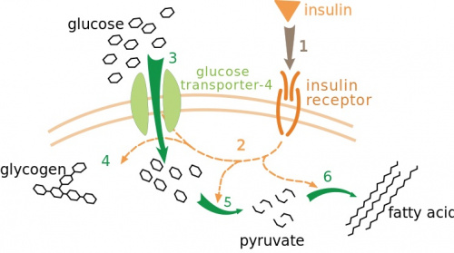 745px-Insulin_glucose_metabolism_ZP (61Кб)