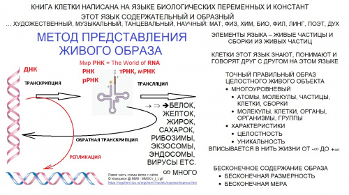 Биопеременные01 (380Кб)