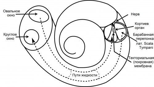 Cochlea-svg132fin (970Кб)